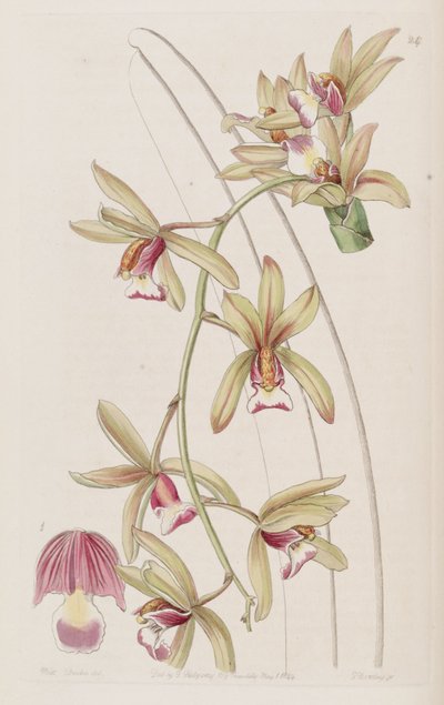 Cymbidium aloifolium - Miss Drake